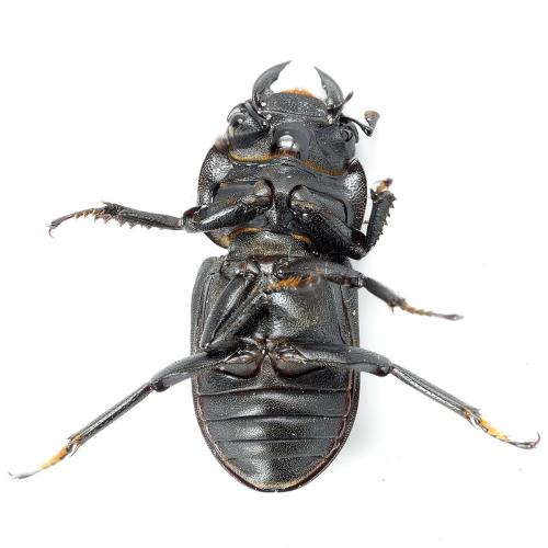 Réf. 342 235 : Dorcus parallelipipedus